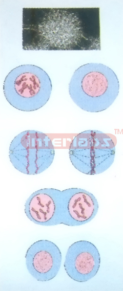 HANGING HUMAN CHANGING AND DEMONSTRATING MODEL OF CHROMOSOME